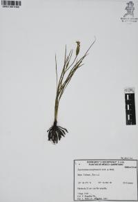 Sisyrinchium tenuifolium image